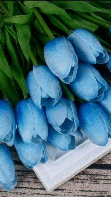 Vẻ đẹp tinh khôi của những bông tulip xanh sáng sớm cùng giọt sương