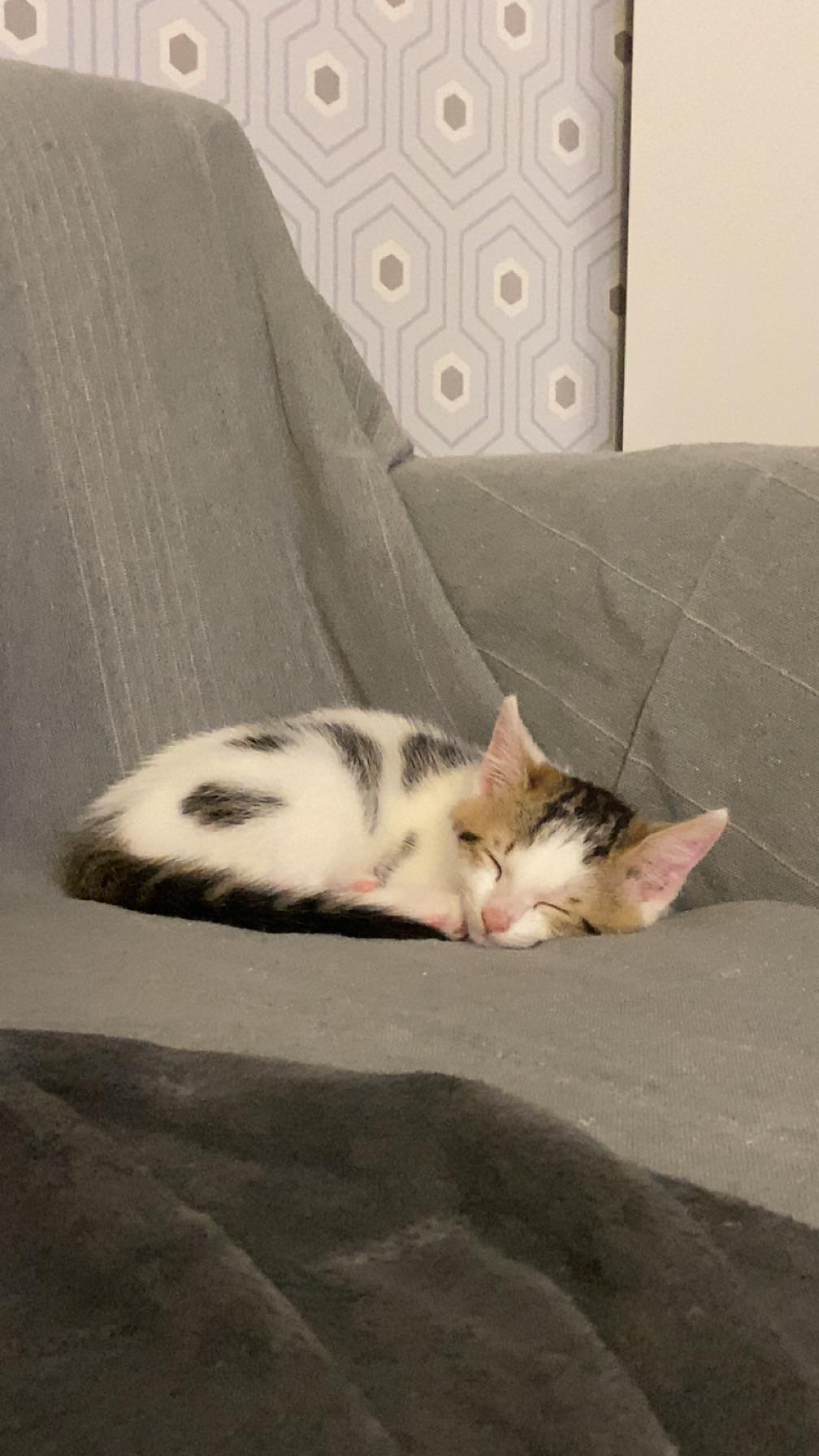 Hoc cach ve mau long meo hai mau ung dung nguyen ly mau sac tu meo bicolor