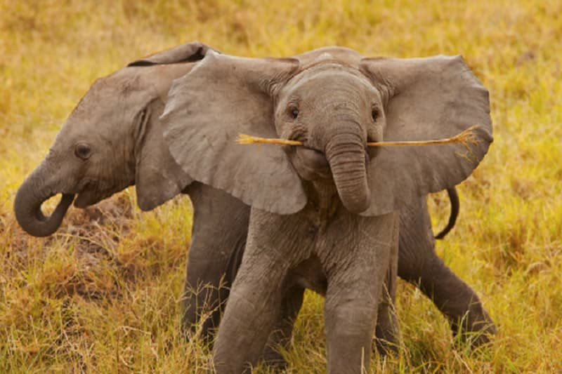 Voi con với vẻ mặt ngạc nhiên và tò mò