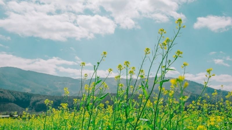 Vườn hoa đẹp ở làng quê Việt Nam