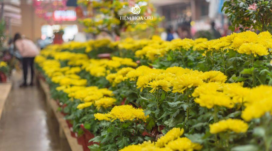 Ý nghĩa màu sắc của hoa cúc vàng và trắng trong văn hóa và nghệ thuật.