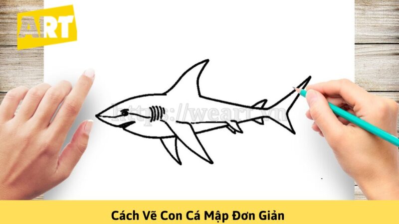 Cách Vẽ Con Cá Mập Đơn Giản Chỉ Với Vài Bước Cách Vẽ Con Cá Mập Đơn Giản Chỉ Với Vài Bước