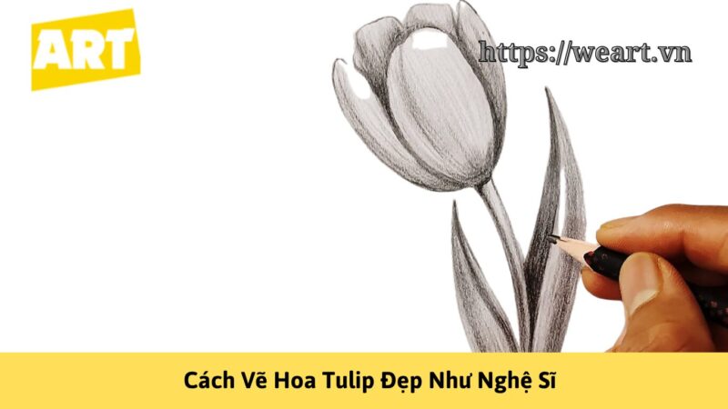 Khám Phá Cách Vẽ Hoa Tulip Đẹp Như Nghệ Sĩ Khám Phá Cách Vẽ Hoa Tulip Đẹp Như Nghệ Sĩ
