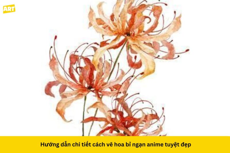 Hướng dẫn chi tiết cách vẽ hoa bỉ ngạn anime tuyệt đẹp Hướng dẫn chi tiết cách vẽ hoa bỉ ngạn anime tuyệt đẹp