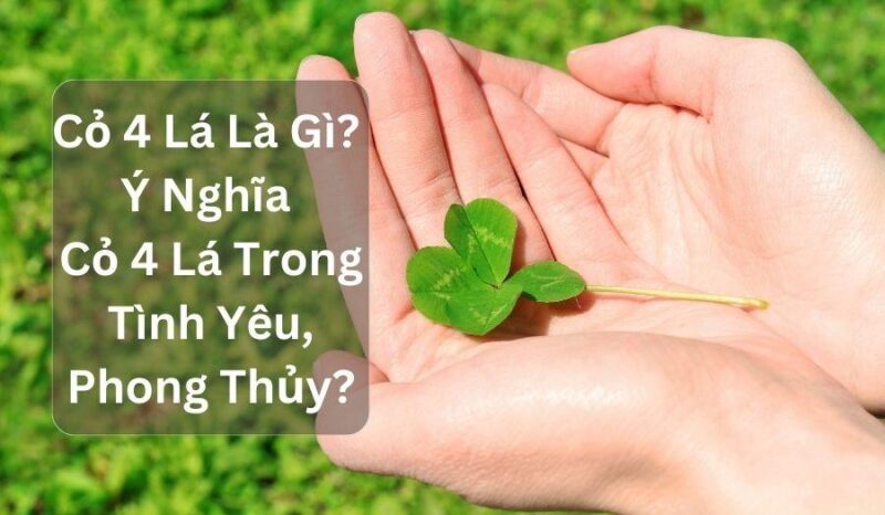 Các bước chi tiết trong cách vẽ cỏ 4 lá với hình dạng trái tim đặc trưng của từng cánh lá