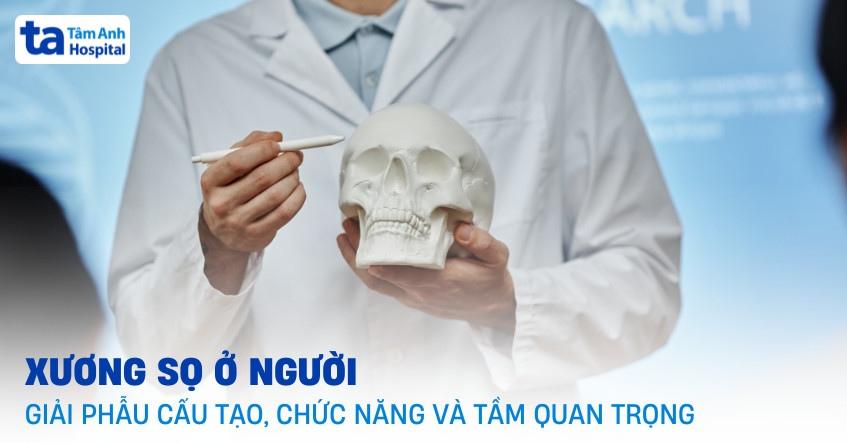 Khám Phá **Cách Vẽ Biểu Cảm Gương Mặt** Chân Thực Nhất Cấu trúc giải phẫu cơ bản của gương mặt hỗ trợ cách vẽ biểu cảm gương mặt chính xác