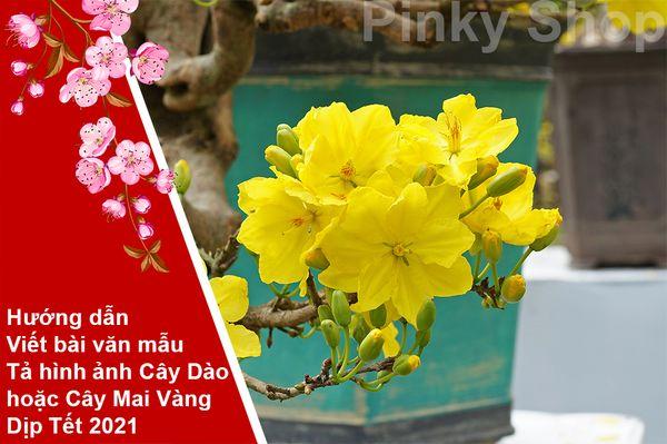 Bí quyết cách vẽ chậu hoa mai đẹp rực rỡ đón Tết Hình ảnh chậu hoa mai vàng rực rỡ ngày Tết để tham khảo cách vẽ chi tiết