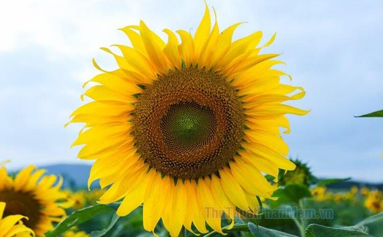 Tranh vẽ cô gái và hoa hướng dương tỏa sáng rực rỡ dưới ánh nắng mặt trời