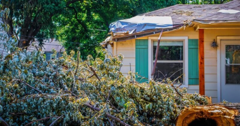 Dụng cụ cơ bản và cần thiết để thực hiện cách vẽ cây cau đơn giản ngay tại nhà