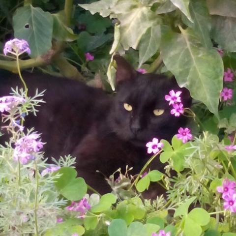 Dụng cụ cơ bản cần thiết để thực hiện cách vẽ con mèo dễ thương tại nhà cho người mới bắt đầu