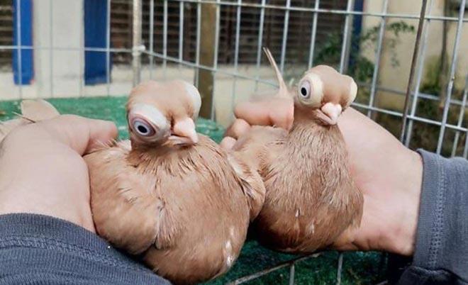 Kỹ thuật đánh bóng và tạo khối cho bức vẽ chim bồ câu thêm sống động khi học cách vẽ con chim bồ câu