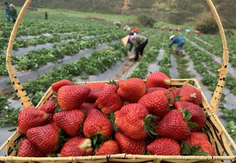 Hướng dẫn chi tiết cách vẽ quả dâu tây đơn giản tại nhà Phác thảo hình dáng cơ bản của quả dâu tây đỏ mọng trên giấy trắng bằng bút chì