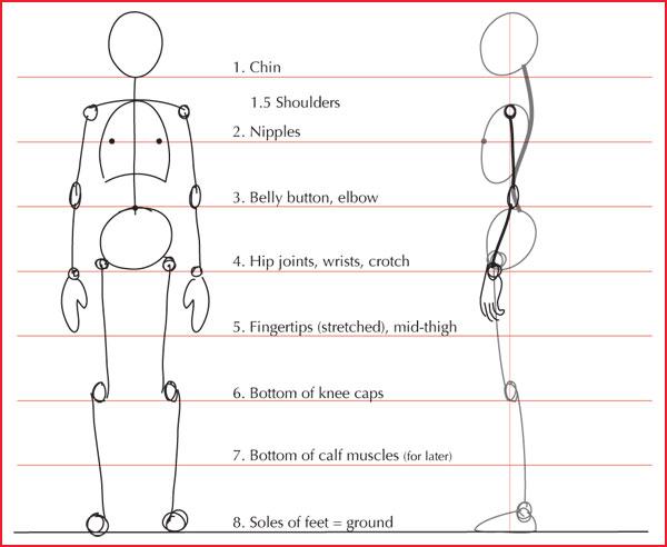 Bí Quyết Cách Vẽ Body Anime Nữ Chuẩn Đẹp Quyến Rũ Hướng dẫn phác thảo khung xương cơ bản cho cách vẽ body anime nữ chuẩn tỷ lệ