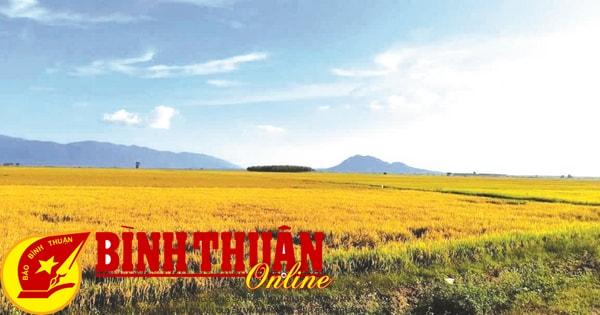 Kỹ thuật tô màu hiệu quả cho đồng lúa chín vàng óng ả và sống động như thật