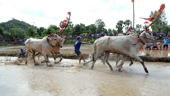 Nét đặc sắc trong tranh vẽ lễ hội đua bò An Giang Bức tranh vẽ lễ hội đua bò An Giang với không khí sôi động và kịch tính của cuộc đua