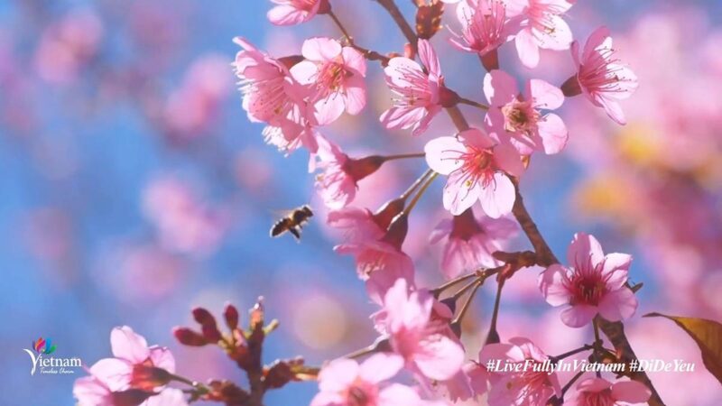 Tranh vẽ gia đình hạnh phúc cùng nhau đi du xuân trong ngày Tết cổ truyền