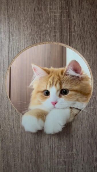 Tranh vẽ mèo con dễ thương mắt tròn xoe đang chơi cuộn len nhiều màu sắc