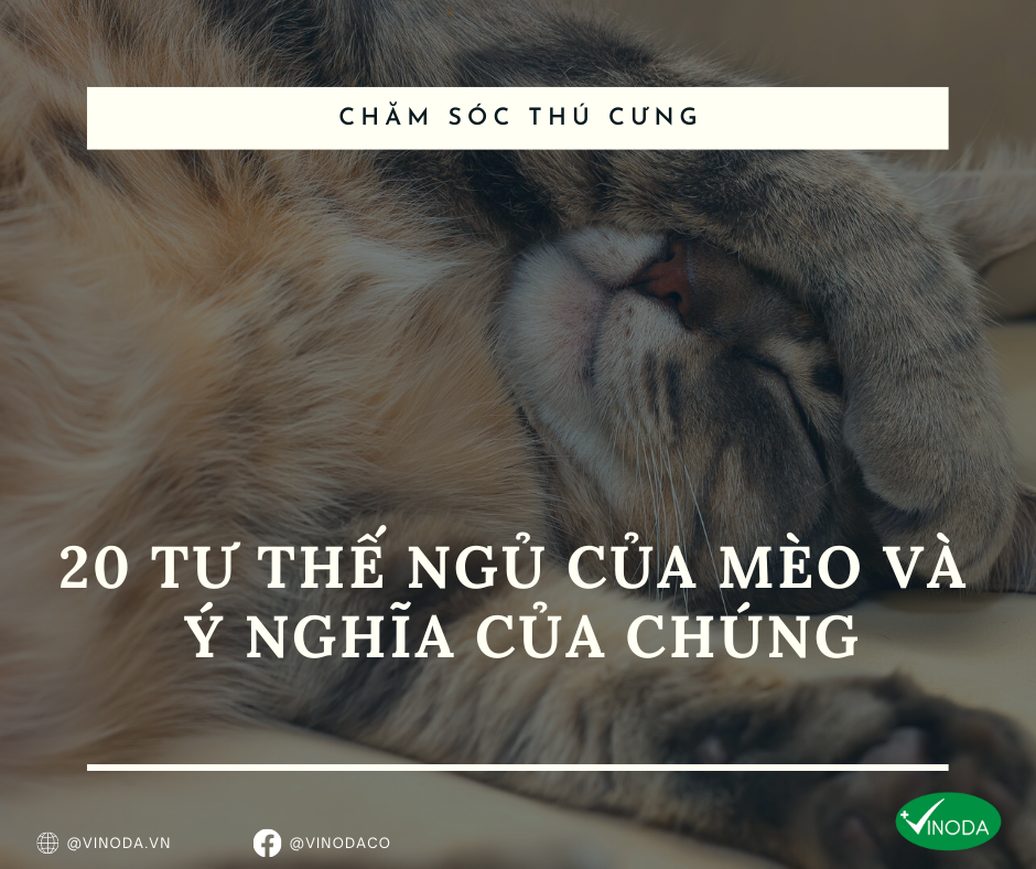 Khám Phá Thế Giới **Tranh Vẽ Con Mèo Dễ Thương** Đầy Mê Hoặc Tranh vẽ một chú mèo dễ thương đang cuộn tròn ngủ say trong giỏ ấm áp