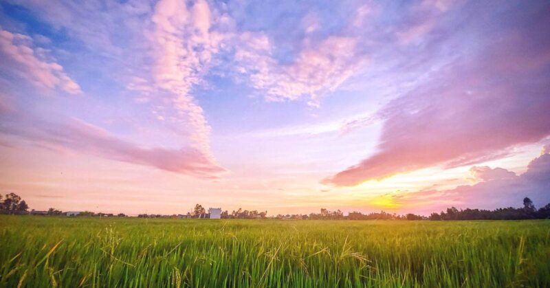 Vẽ tranh về quê hương đất nước: Nguồn cảm hứng bất tận Tranh vẽ người nông dân Việt Nam đang gặt lúa trên cánh đồng vàng rực rỡ dưới ánh nắng chiều