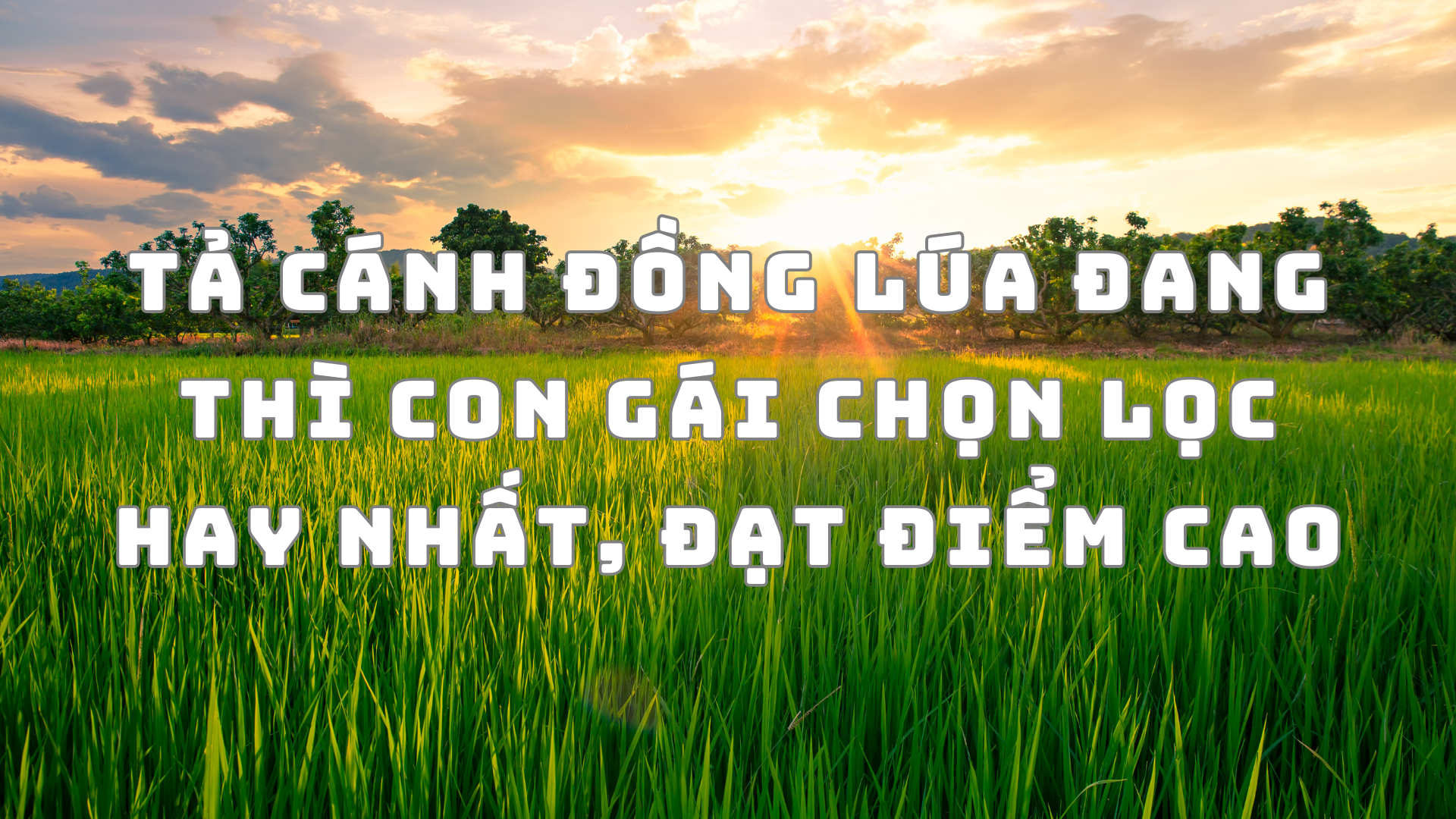 Vẽ chi tiết những cây lúa xanh mơn mởn đang phát triển trên cánh đồng