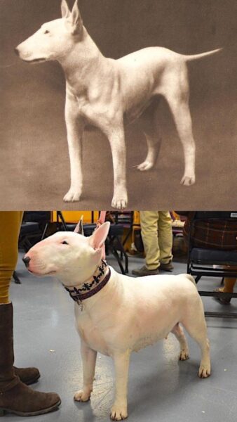 Hướng dẫn vẽ chi tiết phần đầu và khuôn mặt chó đốm với tai, mắt, mũi và mõm