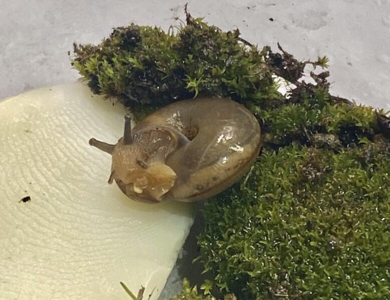 Hướng dẫn chi tiết cách vẽ họa tiết xoắn ốc và các đường vân trên vỏ ốc sên