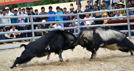 Bức tranh vẽ lễ hội chọi trâu Đồ Sơn với không khí náo nhiệt và hai ông trâu dũng mãnh đang giao đấu quyết liệt