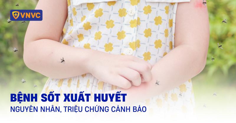 Bức tranh vẽ chi tiết muỗi vằn Aedes aegypti và các giai đoạn phát triển của lăng quăng trong nước đọng để phòng chống sốt xuất huyết