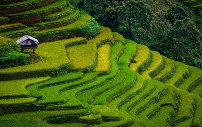 Bức tranh vẽ phong cảnh ruộng bậc thang Mù Cang Chải mùa lúa chín vàng rực rỡ dưới ánh nắng