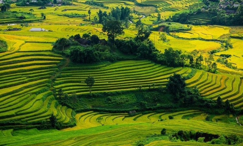 Tranh vẽ chủ đề quê hương đất nước với cánh đồng lúa chín vàng và người nông dân tảo tần