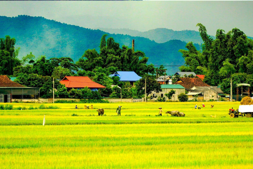Vẽ bức tranh quê hương với hình ảnh cánh đồng lúa chín vàng óng ả tuyệt đẹp