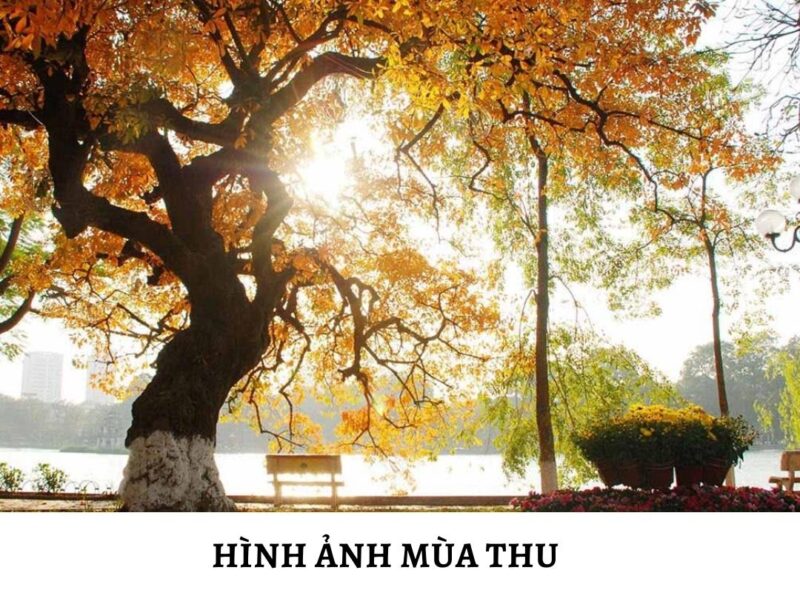 Khám phá vẻ đẹp giao thoa trong vẽ tranh Việt Nam và Nhật Bản Vẽ tranh Việt Nam và Nhật Bản phong cảnh núi Phú Sĩ và đồng lúa Việt Nam thơ mộng