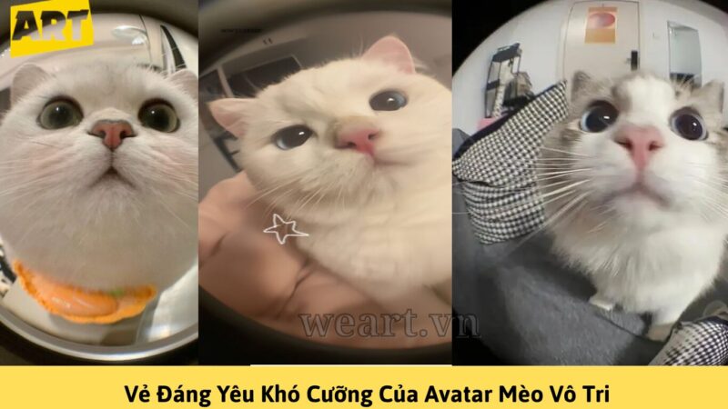 Vẻ Đáng Yêu Khó Cưỡng Của Avatar Mèo Vô Tri