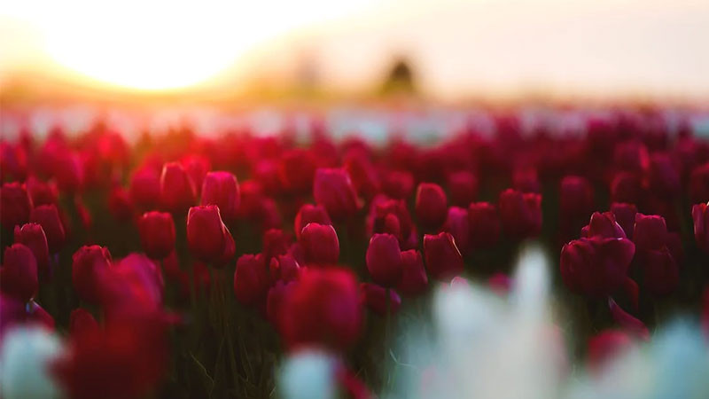 Ảnh bông hoa tulip đỏ rực rỡ trong vườn