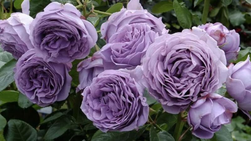 ảnh hoa hồng đẹp