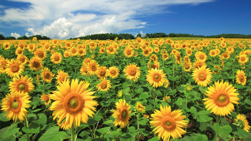 Ảnh hoa hướng dương nở rộ dưới ánh mặt trời, thể hiện sức sống