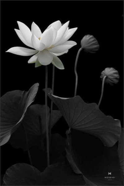 Ý nghĩa Ảnh Hoa Sen Trắng Đám Tang và Cách Sử Dụng Ảnh hoa sen trắng đám tang đơn giản trên nền tối, thể hiện sự tĩnh lặng