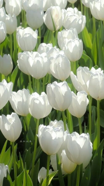 Ảnh hoa tulip đa sắc thể hiện ý nghĩa qua từng màu