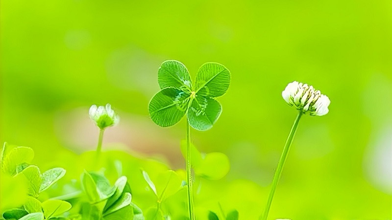 Cận cảnh một nhánh cỏ bốn lá xanh mướt trên nền đất