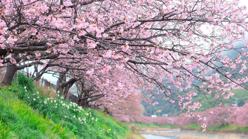 Cành hoa đào nở rộ với những cánh hồng tươi thắm trong ảnh thiên nhiên mùa xuân