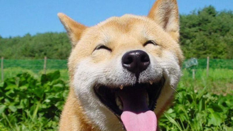 Tổng hợp những **ảnh meme hài** hước nhất hiện nay Chú chó Corgi với biểu cảm vui vẻ