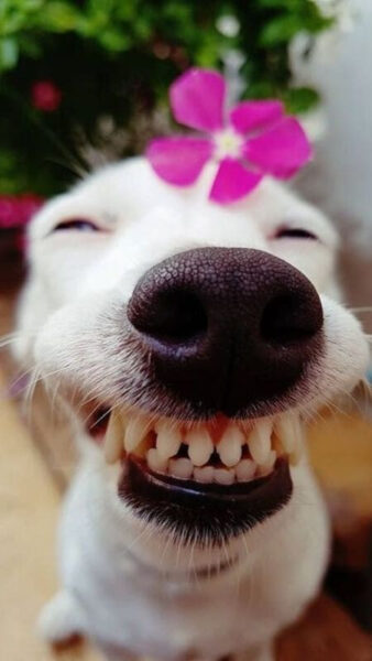 Chú cún đeo hoa tím cài bên tai, tạo dáng buồn cười