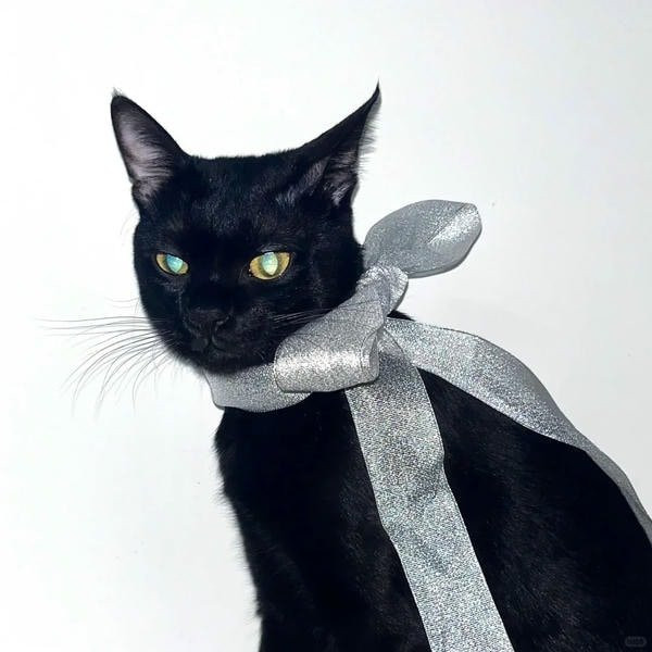 Chú mèo đen nhỏ đang ngồi ngắm nhìn