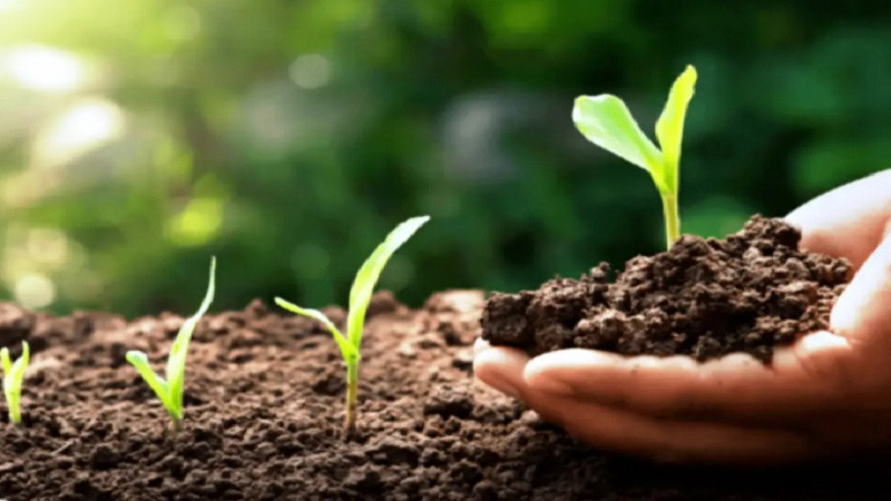 Đất đai tươi tốt với cây trồng xanh mướt, minh họa tài nguyên đất