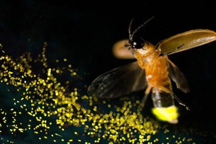 Hình ảnh đom đóm phát ra ánh sáng màu xanh lá cây và vàng trong đêm