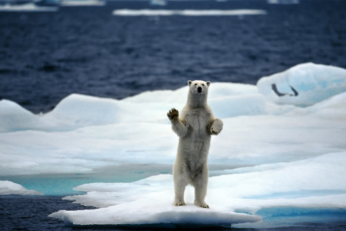 Hinh anh gau bac cuc mau trang noi bat trong moi truong bang gia tuyet trang o bac cuc