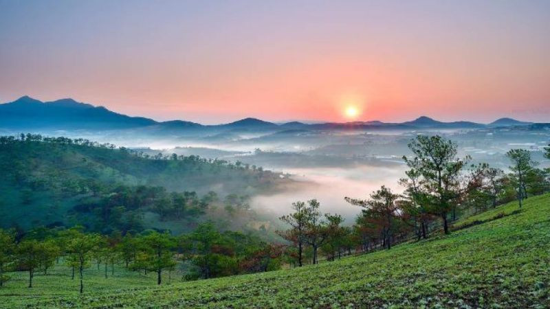 Hình ảnh Đà Lạt 4K: sương mù giăng trên đồi thông xanh mướt