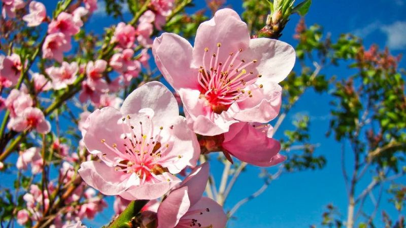 Tuyển Tập Hình Ảnh Hoa Đào Ngày Tết Ấn Tượng hình ảnh hoa đào ngày Tết