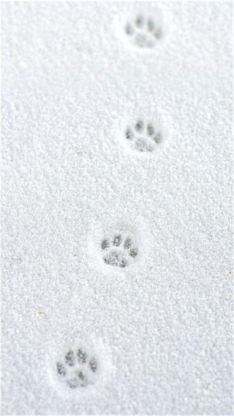 Hình nền trắng trơn tạo cảm giác sạch sẽ và thanh lịch