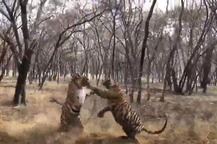 Hổ vằn màu cam và đen, biểu tượng sức mạnh rừng xanh trong môi trường sống tự nhiên